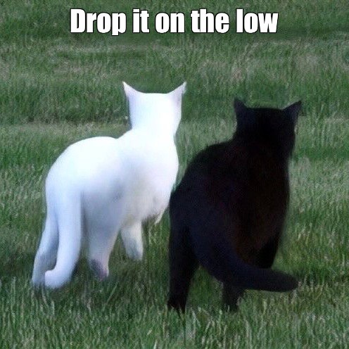 Создать мем: черный и белый кот дерутся, кот, кошка
