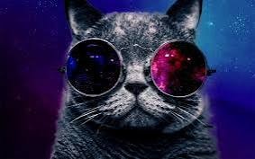 Create meme: The cat with glasses is cool, cat , cat with cosmos glasses