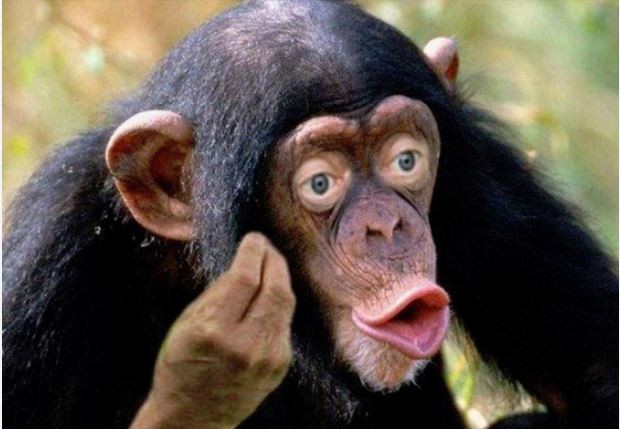 Create meme: chimp lips, monkey with lips, funny monkey