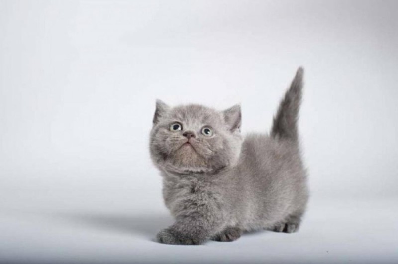 Создать мем: порода манчкин, кошка британская, манчкин кот серый