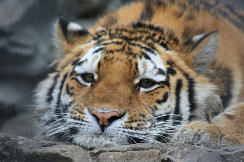 Create meme: Siberian tiger, the Amur tiger , tiger's muzzle
