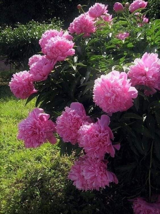 Create meme: peonies , herbaceous peony, peony shiunden