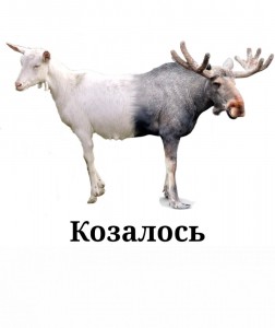 Create meme: moose