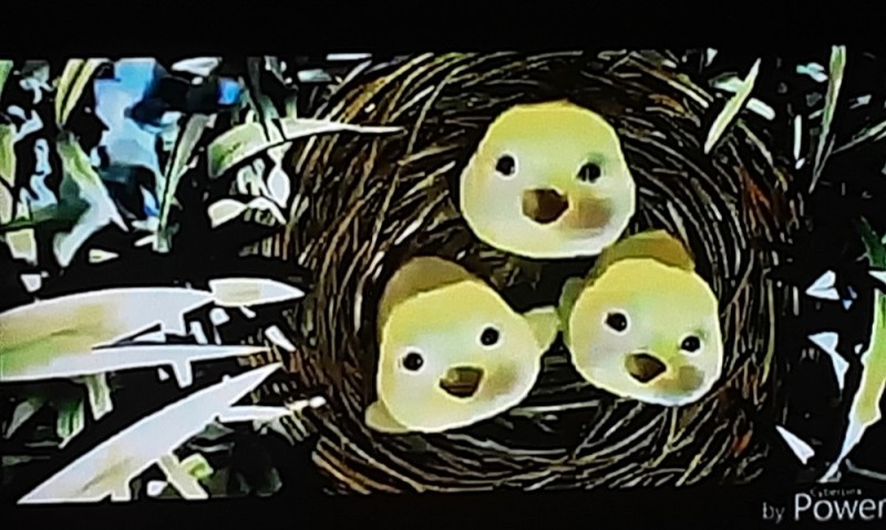 Create meme: the baby bird in the nest, a nest with birds, bird's nest