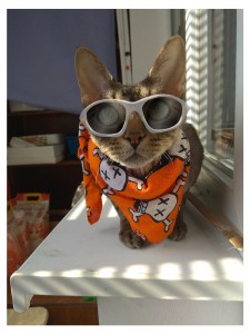 Create meme: pictures of cool cats, pictures cool cat, cat cosplay