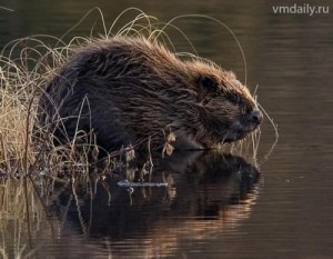 Создать мем: воронежский заповедник, бобр канадский, речной бобр