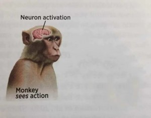 Создать мем: monkey see action, мозг обезьяны, neuron activation мем