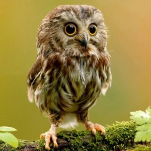 Create meme: bird owl, cute owls, owl chick