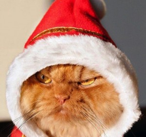 Create meme: Christmas, cat, Santa