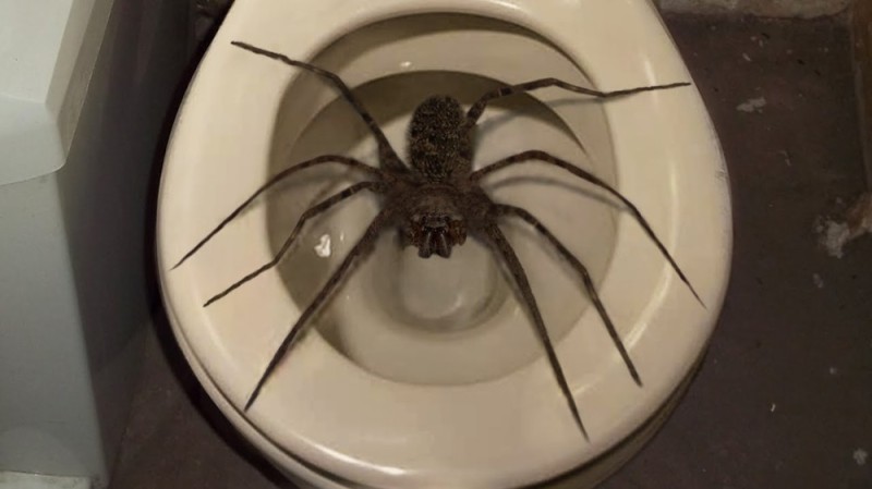 Create meme: spiders in the toilet, a huge spider, the big spider