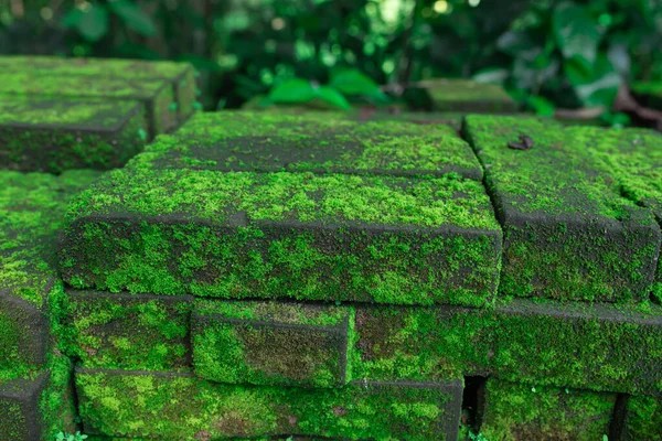 Create meme: green mold, moss is green, moss on a brick wall