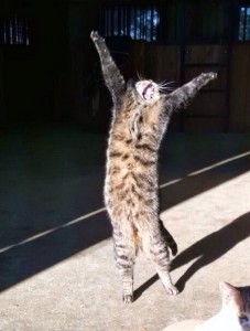 Create meme: funny cats, dancing cats, cat dancing pictures