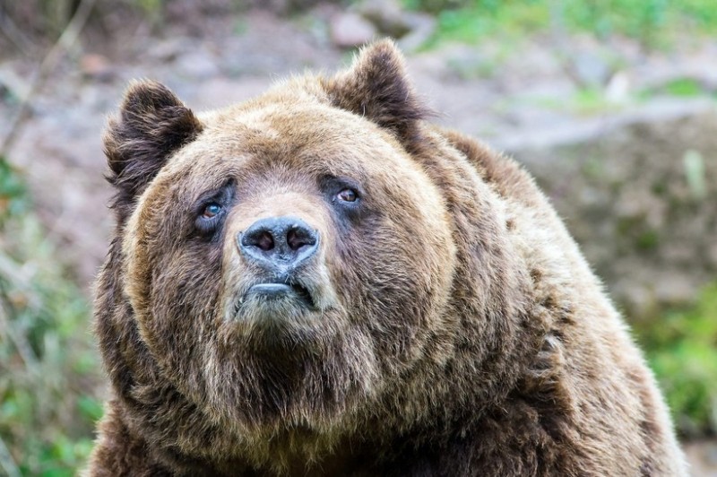 Create meme: brown bear , grizzly bear , bear face