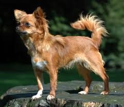 Create meme: Chihuahua, long-haired Chihuahua