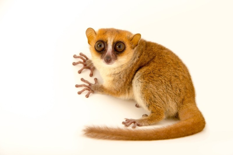 Create meme: lemur galago, the pygmy mouse lemur, mouse lemur
