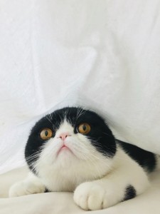 Create meme: exotic Shorthair