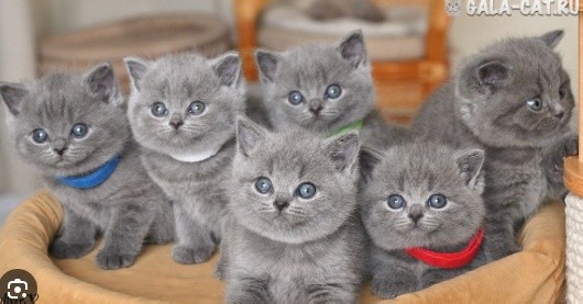 Create meme: The kitten is British, purple kittens, British blue kittens 