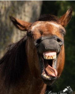 Create meme: horse with mouth open, the teeth of the horse, the donkey laughs