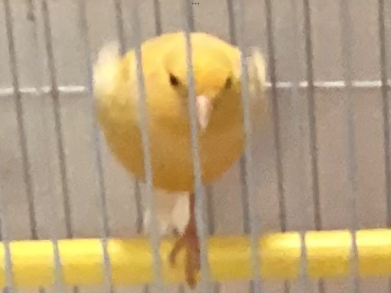 Create meme: male canary, canary bird, female canary