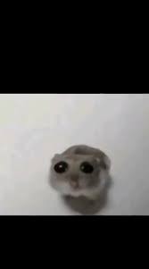 Create meme: meme hamster , animals cute, hamster funny