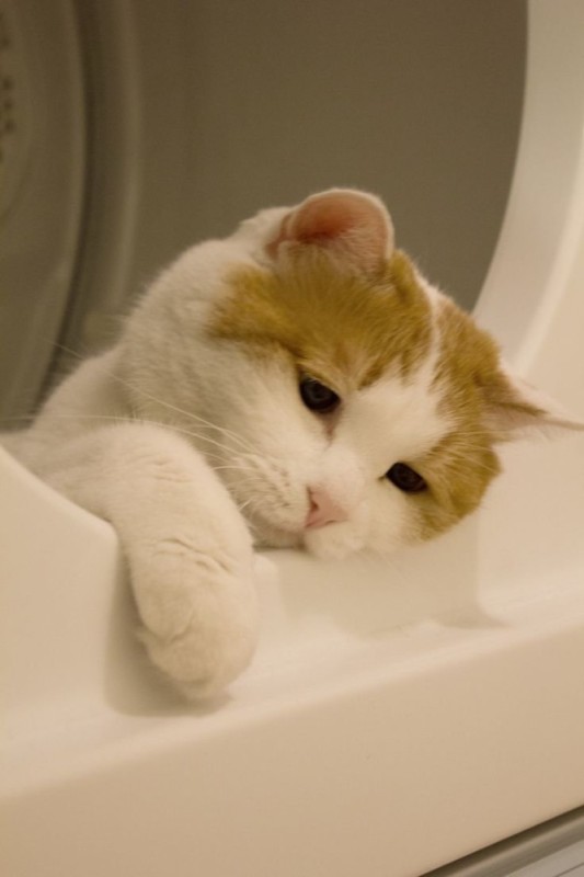 Create meme: kitty sad, cat , sad kitty