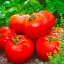 Create meme: tomatoes variety, the Siberian precocious tomato variety, gin tomatoes