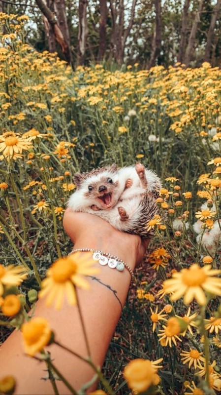 Create meme: hedgehog in summer, hedgehog in daisies, Happy hedgehog Herbie