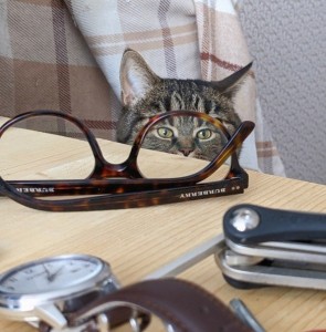 Создать мем: кот опускает очки, кот надевает очки