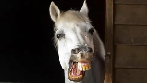 Create meme: smile horse, the horse neighs, A horse with big teeth