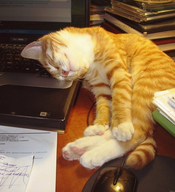Создать мем: на работе, уставшая кошка, уставший котик