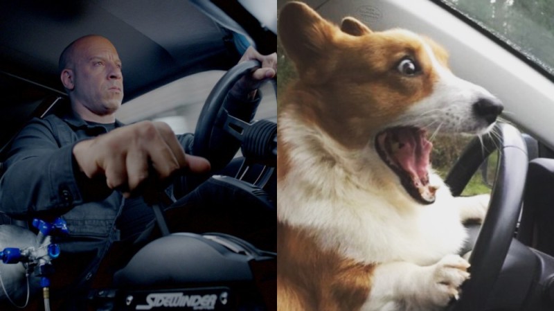 Create meme: corgi driving, A meme with a corgi at the wheel, Corgi