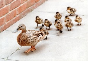 Create meme: Mallard, ducklings, Mallard duck