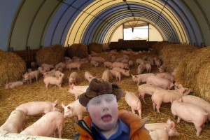 Create meme: system for rearing piglets, pig farm, breeding pigs
