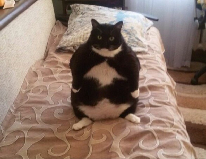 Create meme: fat cats, fat cat, fat cat meme