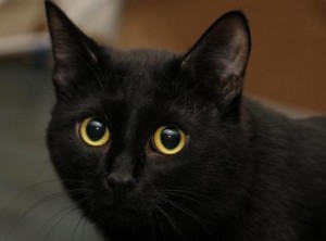 Create meme: black cat with green eyes, photo of a black cat with yellow eyes, black cat with yellow eyes breed