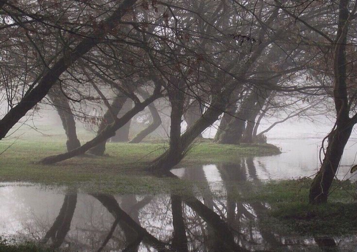 Create meme: a tree in the fog, landscape fog, nature fog