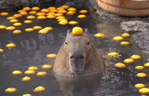 Create meme: a pet capybara, the capybara