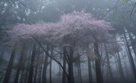 Создать мем: цветущие деревья, сад в тумане, цветущая сакура