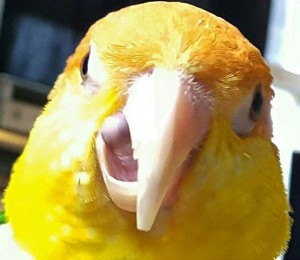 Create meme: muhabbet kuşu, albino macaw, beak