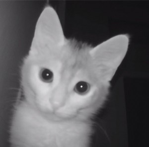 Create meme: cat home, white kitten, cats