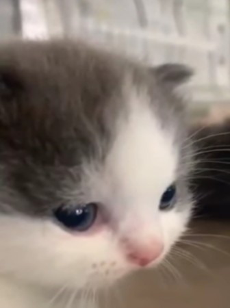 Create meme: meme sad kitty, cat , meme kitten 