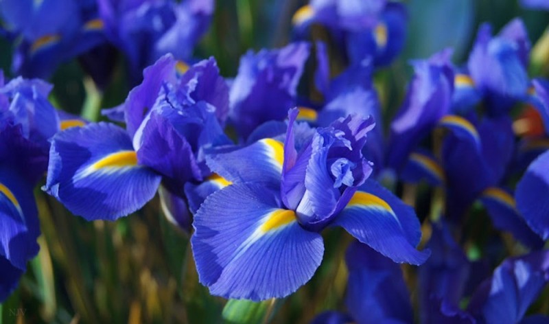 Create meme: irises of blue magic, iris kasatik blue, iris flower