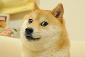 Создать мем: грустный doge, мем сиба ину, shiba inu