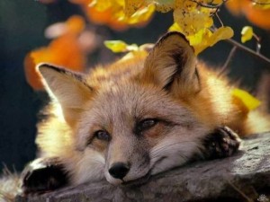 Создать мем: лисица, лиса, лиса и осень картинки