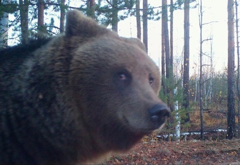 Create meme: forest bear, bear bear, bear baribal