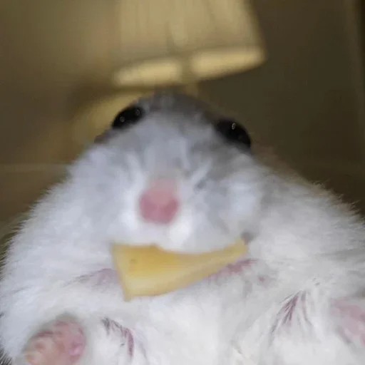 Create meme: hamsters are funny, funny hamster, hamster 