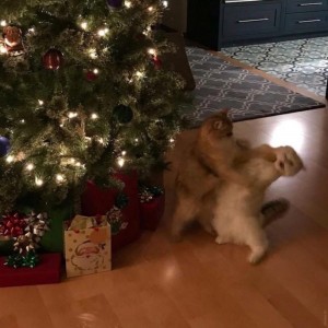 Create meme: cat and Christmas tree, cat and Christmas tree, cat and new year