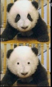 Создать мем: панда без туши, positive panda, смешная панда