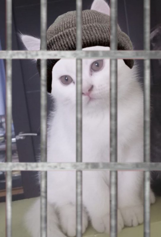 Create meme: the cat in the shelter, a cat in a cage, cat 