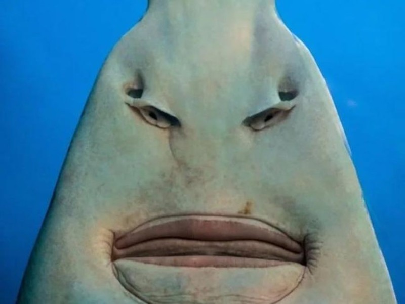 Create meme: scat face, fish with lips, fish funny